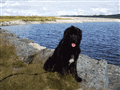 100_0774 Tira.gif